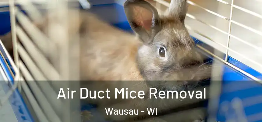  Air Duct Mice Removal Wausau - WI